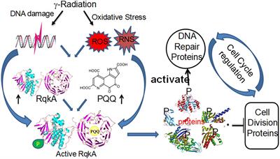 DNA damage response and cell cycle regulation in bacteria: a twist around the paradigm